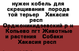 нужен кобель для скрещивания. порода той терьер - Хакасия респ., Орджоникидзевский р-н, Копьево пгт Животные и растения » Собаки   . Хакасия респ.